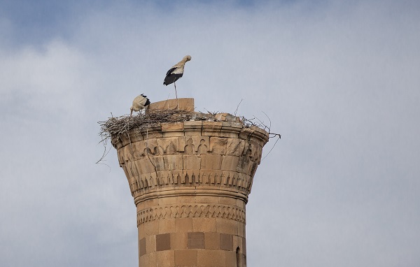 Foto - O cami leyleklere yuva oldu