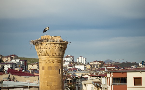 Foto - O cami leyleklere yuva oldu