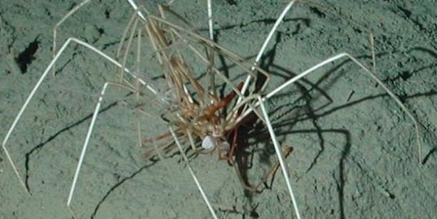 Foto - O canlının sırrı tam tamına 140 milyon yıl sonra ortaya çıktı! Dünyaya tanıtıldı: Yumurtalarının sırrını da çözdüler