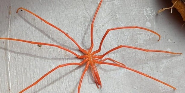 Foto - O canlının sırrı tam tamına 140 milyon yıl sonra ortaya çıktı! Dünyaya tanıtıldı: Yumurtalarının sırrını da çözdüler