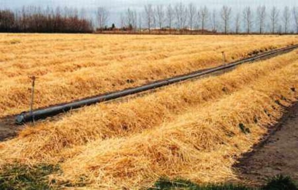 Foto - O deyimlerin ilginç hikayeleri