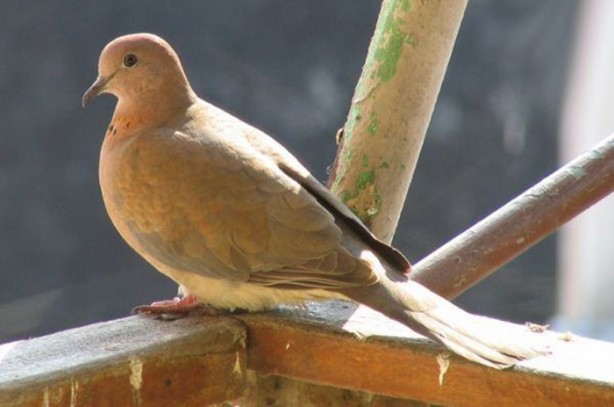Foto - O deyimlerin ilginç hikayeleri