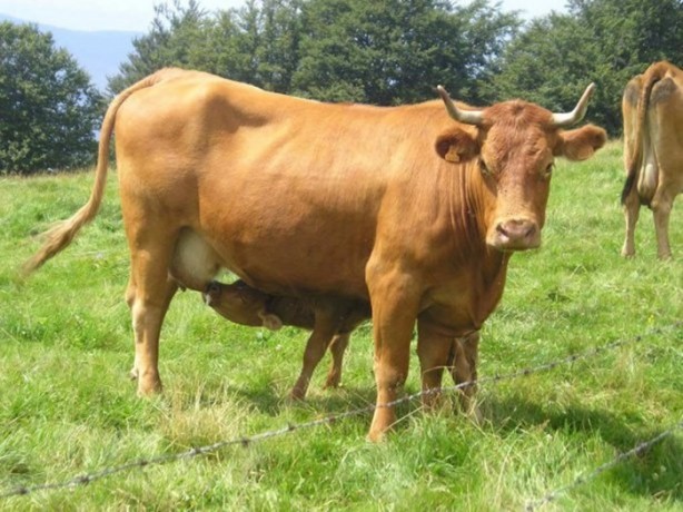 Foto - O deyimlerin ilginç hikayeleri