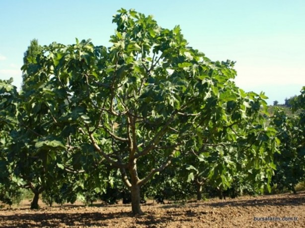 Foto - O deyimlerin ilginç hikayeleri