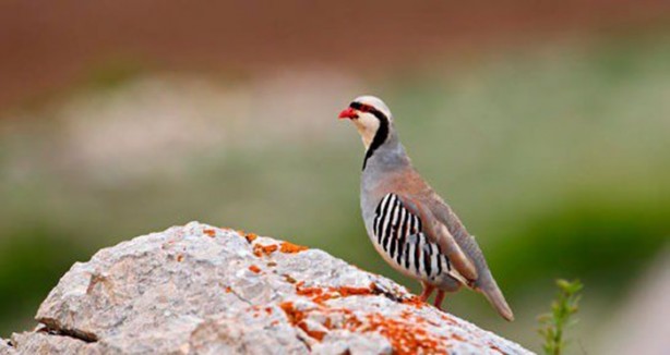 Foto - O deyimlerin ilginç hikayeleri