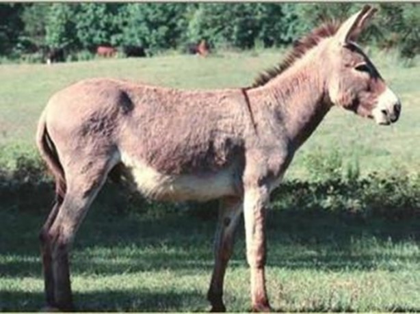 Foto - O deyimlerin ilginç hikayeleri