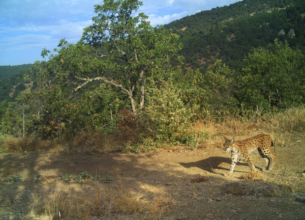 Foto - O gizemli vaşak görüntülendi