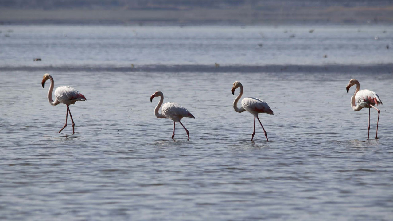 Foto - O göl tamamen kurudu! Kuş cennetiydi çorak araziye döndü