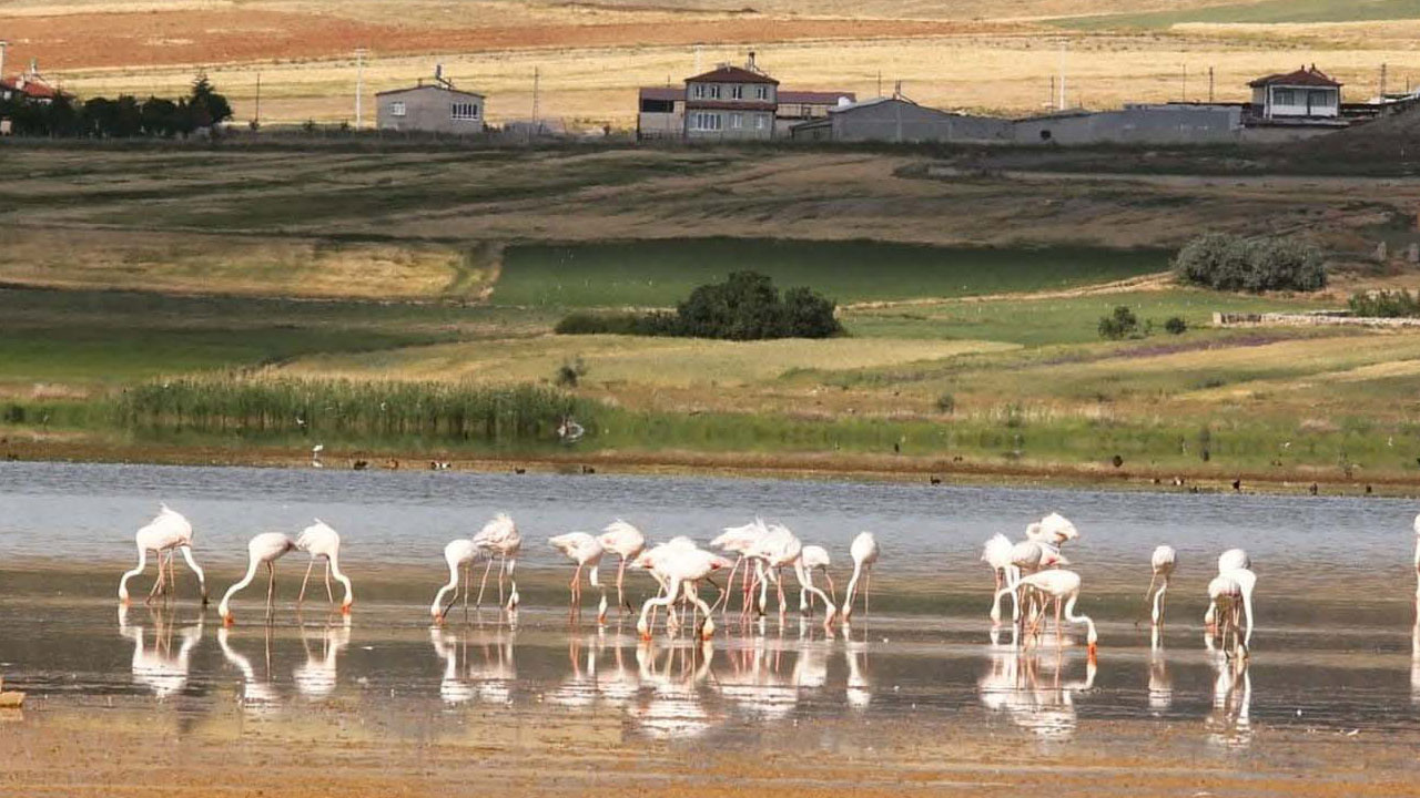 Foto - O göl tamamen kurudu! Kuş cennetiydi çorak araziye döndü
