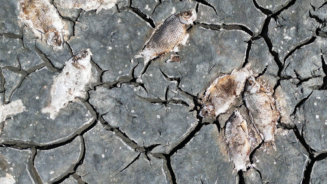 Foto - O gölü kurtarmak için çözüm aranıyor! Kuşlar göç etti, balıklar telef oldu