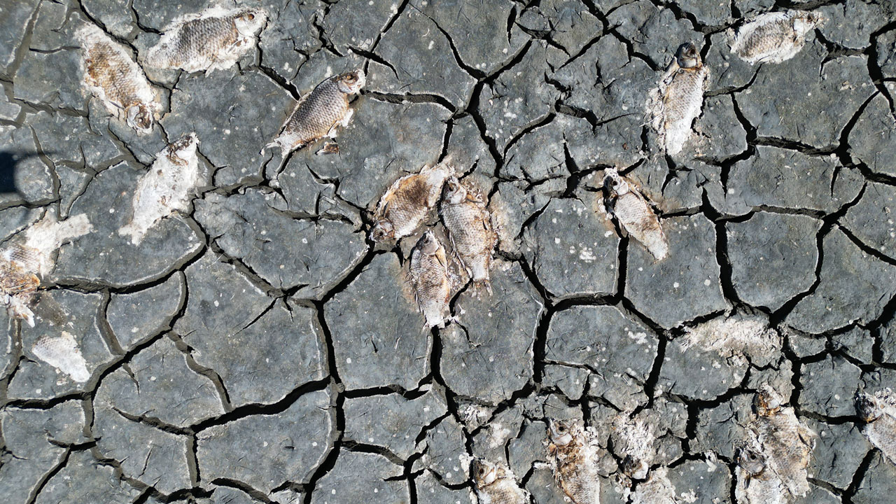 O gölü kurtarmak için çözüm aranıyor! Kuşlar göç etti, balıklar telef oldu