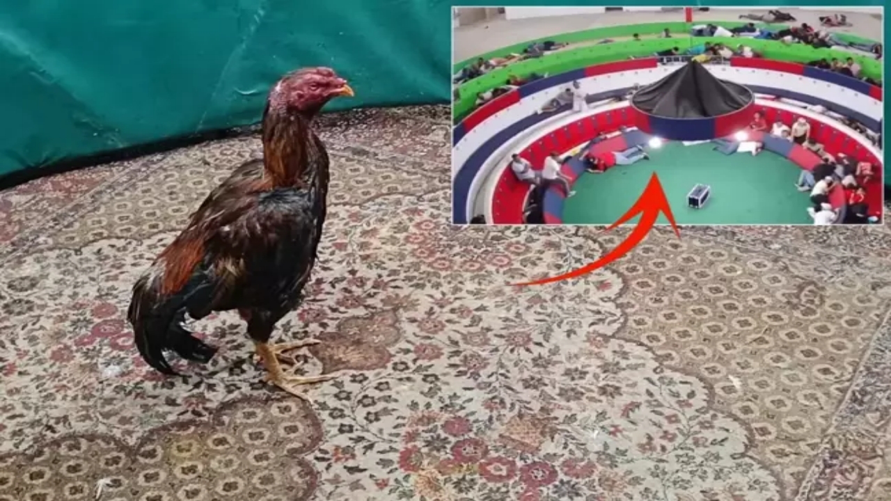 O görüntüler dehşete düşürdü! Horoz dövüşü alanında katliam yaptılar! 12 kişi hayatını kaybetti