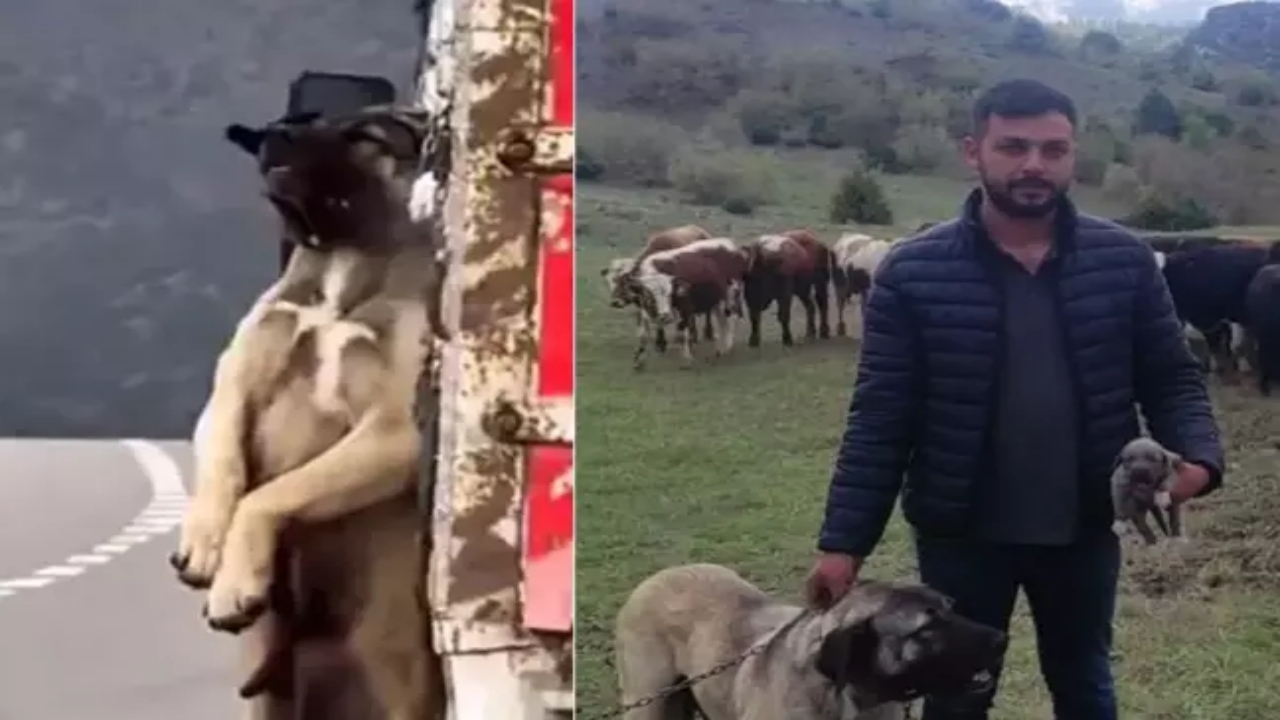 Foto - O görüntüler tüm Türkiye’yi ayağa kaldırmıştı! Kamyon kasasında sarkan köpeğin sahibi konuştu! İşte olayın iç yüzü