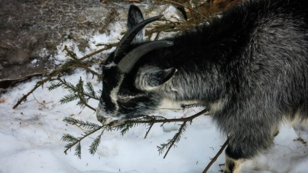 Foto - O hala Ortacağ'da yaşıyor