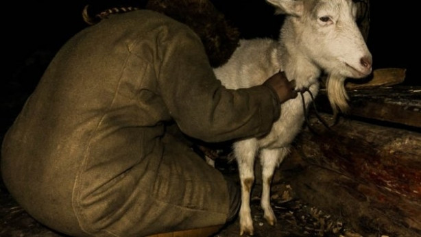 Foto - O hala Ortacağ'da yaşıyor