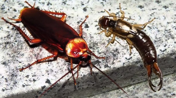 O haşerelerden kurtulmak bu kadar basitmiş! Kulağakaçan ve hamam böcekleri bu yüzden evlere geliyor...