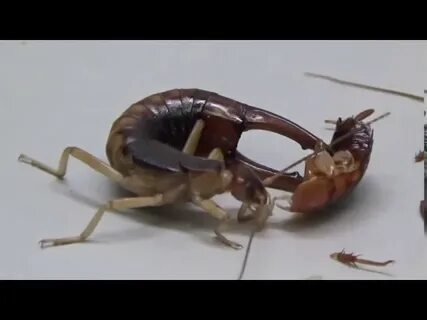 Foto - O haşerelerden kurtulmak bu kadar basitmiş! Kulağakaçan ve hamam böcekleri bu yüzden evlere geliyor...