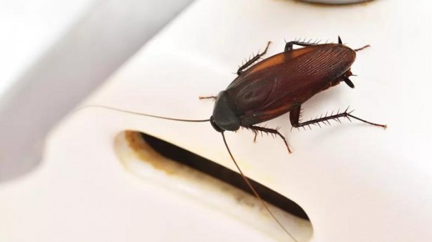 Foto - O haşerelerden kurtulmak bu kadar basitmiş! Kulağakaçan ve hamam böcekleri bu yüzden evlere geliyor...