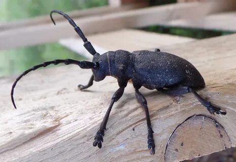 Foto - O haşerelerden kurtulmak bu kadar basitmiş! Kulağakaçan ve hamam böcekleri bu yüzden evlere geliyor...