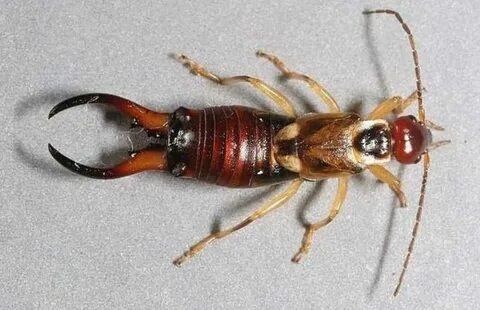 Foto - O haşerelerden kurtulmak bu kadar basitmiş! Kulağakaçan ve hamam böcekleri bu yüzden evlere geliyor...