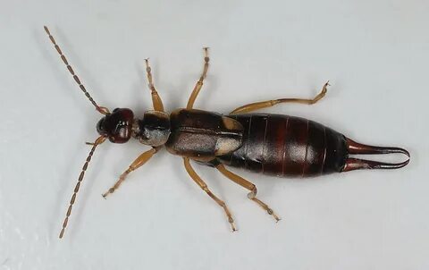 Foto - O haşerelerden kurtulmak bu kadar basitmiş! Kulağakaçan ve hamam böcekleri bu yüzden evlere geliyor...