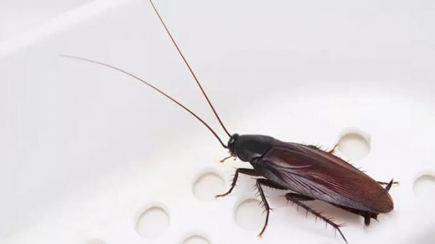 Foto - O haşerelerden kurtulmak bu kadar basitmiş! Kulağakaçan ve hamam böcekleri bu yüzden evlere geliyor...