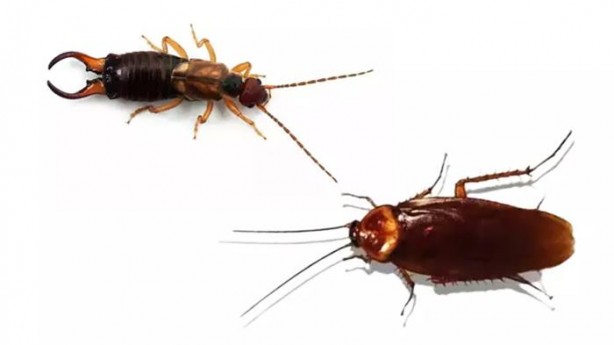 Foto - O haşerelerden kurtulmak bu kadar basitmiş! Kulağakaçan ve hamam böcekleri bu yüzden evlere geliyor...