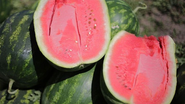 Foto - O hastalığa birebir! Karpuzu çekirdeğiyle birlikte yerseniz bakın ne oluyor