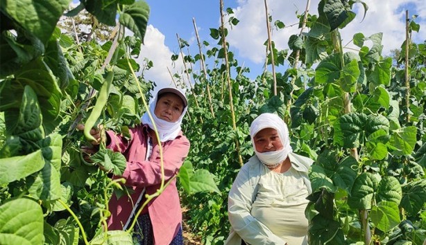 Foto - O hayvanın gübresini tarlasına attı! Alınan sonuç karşısında tüm Türkiye şaşkına döndü, çiftçi kendisi bile buna inanamadı