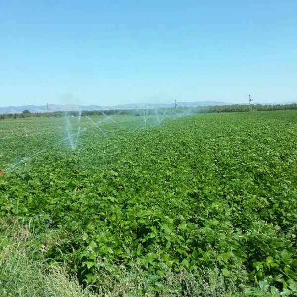 Foto - O hayvanın gübresini tarlasına attı! Alınan sonuç karşısında tüm Türkiye şaşkına döndü, çiftçi kendisi bile buna inanamadı