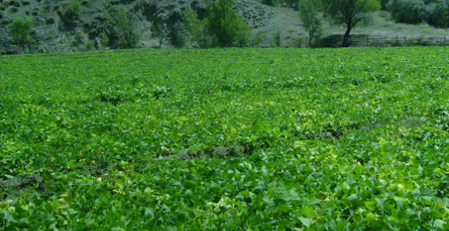 Foto - O hayvanın gübresini tarlasına attı! Alınan sonuç karşısında tüm Türkiye şaşkına döndü, çiftçi kendisi bile buna inanamadı