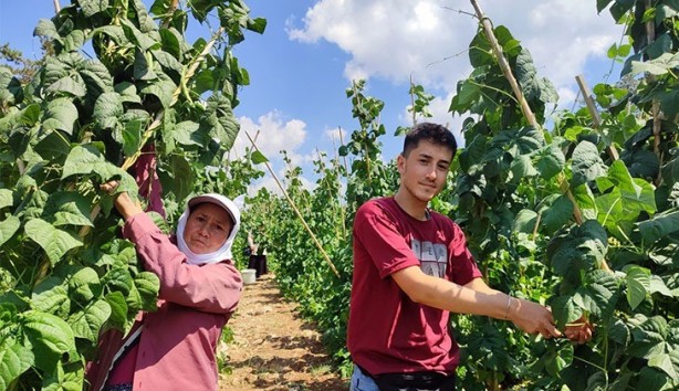 Foto - O hayvanın gübresini tarlasına attı! Alınan sonuç karşısında tüm Türkiye şaşkına döndü, çiftçi kendisi bile buna inanamadı