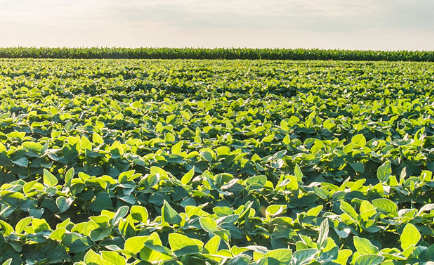 O hayvanın gübresini tarlasına attı! Alınan sonuç karşısında tüm Türkiye şaşkına döndü, çiftçi kendisi bile buna inanamadı