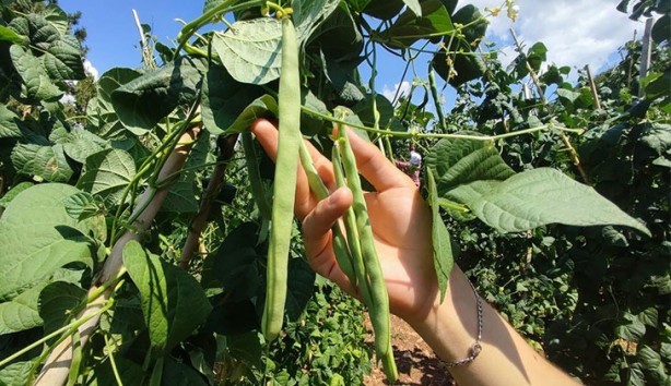 Foto - O hayvanın gübresini tarlasına attı! Alınan sonuç karşısında tüm Türkiye şaşkına döndü, çiftçi kendisi bile buna inanamadı