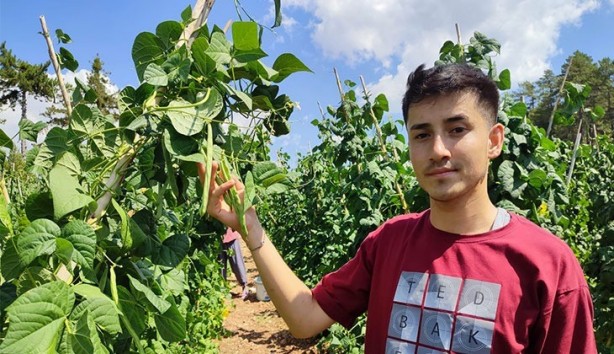 Foto - O hayvanın gübresini tarlasına attı! Alınan sonuç karşısında tüm Türkiye şaşkına döndü, çiftçi kendisi bile buna inanamadı