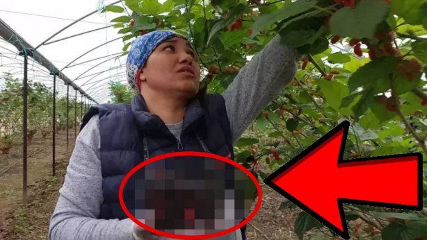 Foto - O iki ülke, "Bize de verin" diyerek Türkiye’nin kapısını çaldı! Sadece orada var! Resmen birbirlerini yiyecekler