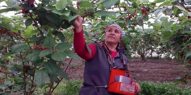 Foto - O iki ülke, "Bize de verin" diyerek Türkiye’nin kapısını çaldı! Sadece orada var! Resmen birbirlerini yiyecekler