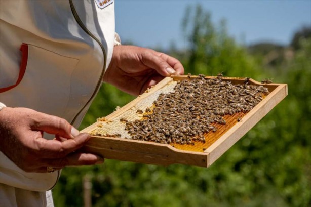 Foto - O ilçe arıcıların favorisi