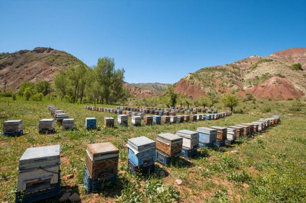 Foto - O ilçe arıcıların favorisi