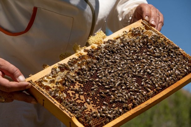 Foto - O ilçe arıcıların favorisi