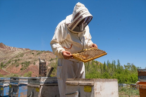 Foto - O ilçe arıcıların favorisi