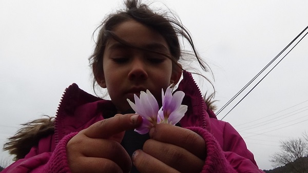 Foto - O ilde çiçekler mevsimleri karıştırdı