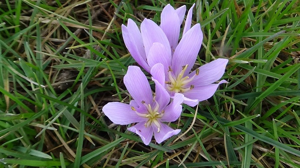 Foto - O ilde çiçekler mevsimleri karıştırdı