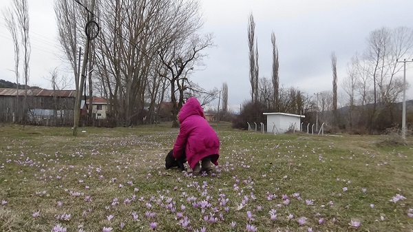 Foto - O ilde çiçekler mevsimleri karıştırdı