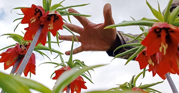 O ilde dağlar böyle renklendi