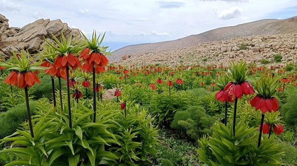 Foto - O ilde dağlar böyle renklendi