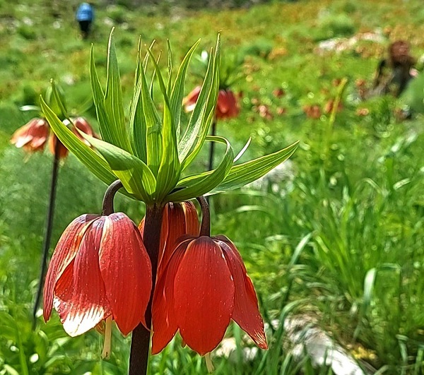 Foto - O ilde dağlar böyle renklendi