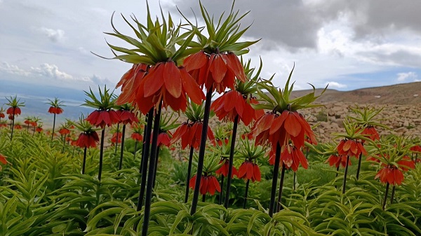 Foto - O ilde dağlar böyle renklendi