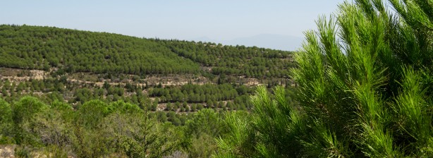 Foto - O ilde de ormanlara girişler yasaklandı