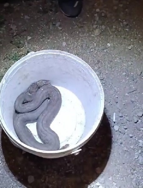 Foto - O ilde görüldü! Türkiye'nin en zehirli yılanı korku yaşattı